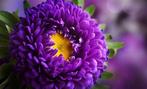 high definition flower images|picture full hf flowers.